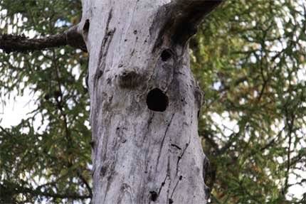 Hålträd