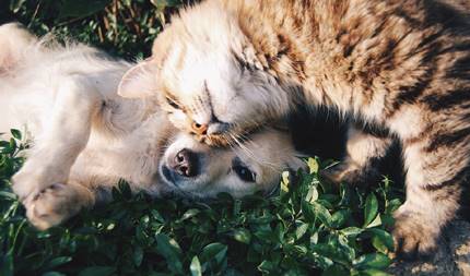 Hund och katt ute på gräsmatta