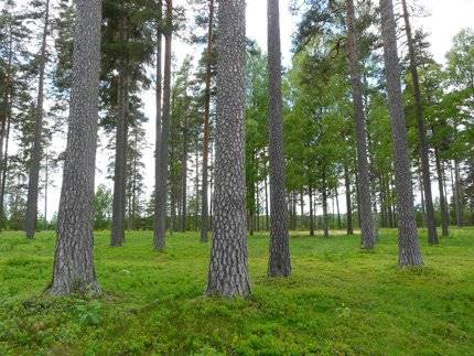 Tallmon i Charlottenberg