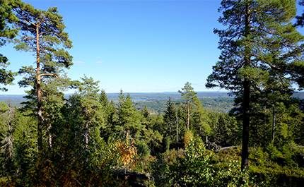 Utsikt över skogen vid Valfjällstoppen