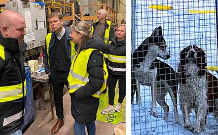 Visning på Svensk Trälackering och hundar i hundgård