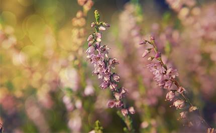 Lila blommor på höstäng i kvällssol