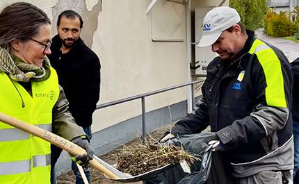 Städning av Storgatan, ogräs slängs i soppåse