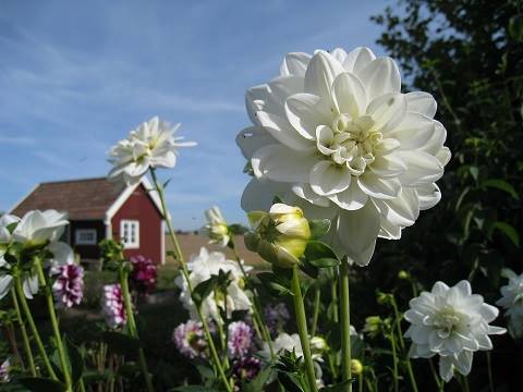 Blommor med hus i bakgrunden