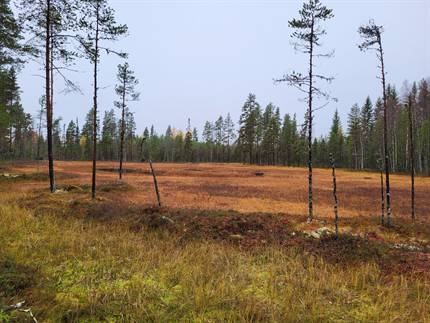 Våtmark.jpg